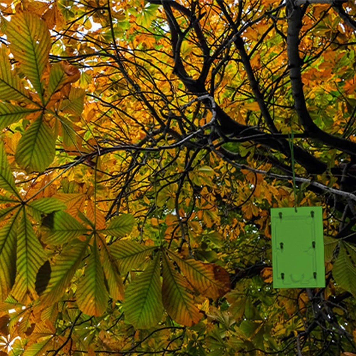 Stv Horse Chestnut Leaf Miner Trap - Twinpack