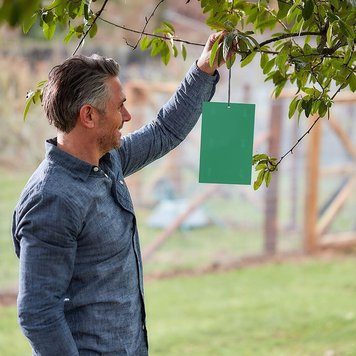 Stv Horse Chestnut Leaf Miner Trap - Twinpack