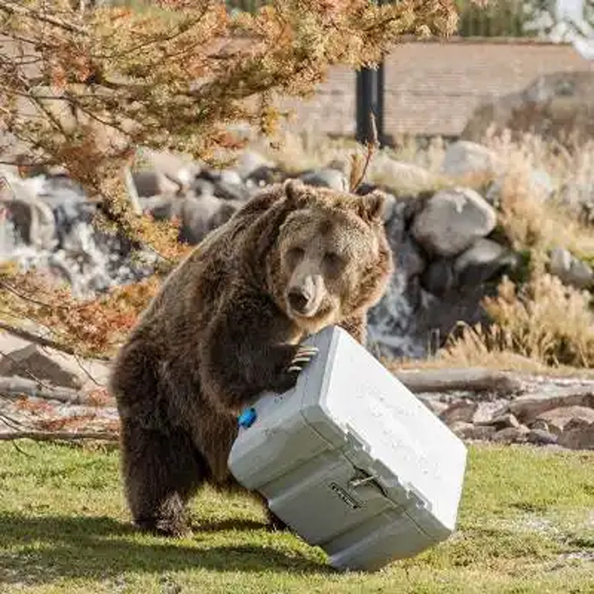 Lifetime Cooler, 55 Quart, Boulder Gray