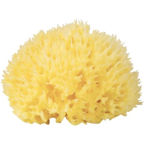 Bellini Bab&ugrave; Honeycomb Sea Sponge 100% Natural Size-(14) Piece Of One