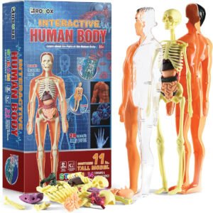 Rovox Human Anatomy Model Removable Skeleton Torso for Kids Teens 30 Piece Full Anatomy Set 11 Inches Tall