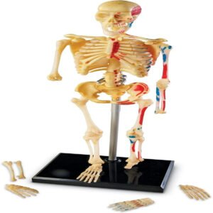 Learning Resources Skeleton Model Miniature Model Easy to Manipulate 41Piece Model Ages 8 Multicolor 92 inches tall