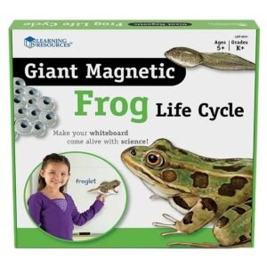 Learning Resources Magnetic Frog Life Cycle
