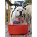 Red Gorilla Gorilla Tubs Recycled Black Tubs Small Shallow 15L Red in UAE - view 4