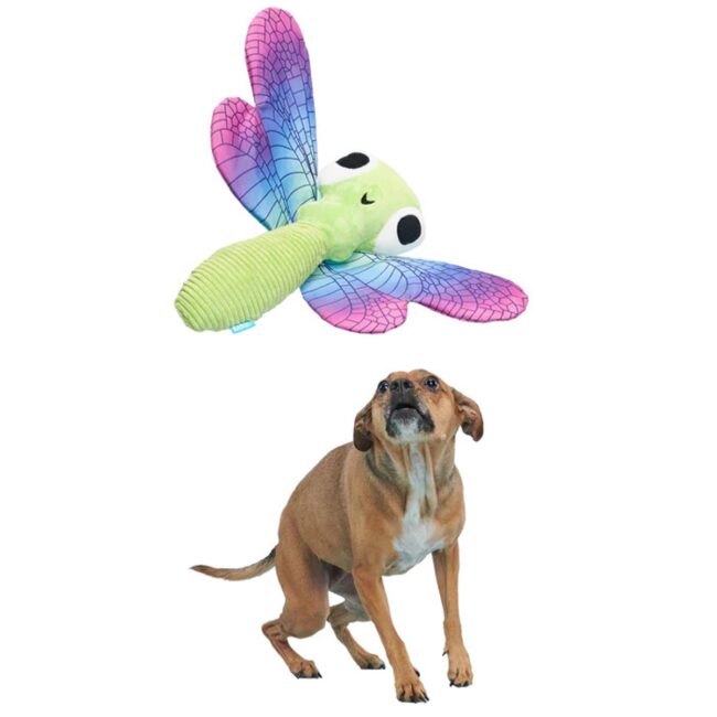 DragonflyGuy6
