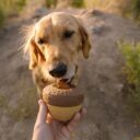 SC_208334_ACORNUCOPIA_NALA_001-1200x1800-0eb6769